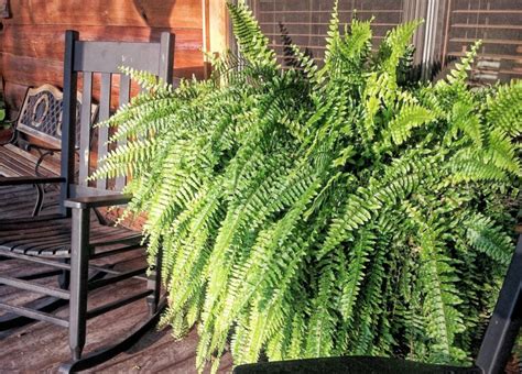 custom holly fern moisture meter|Watering Ferns the Right Way: Some Best Practices.